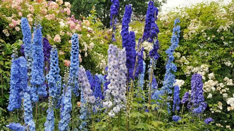 Blue delphinium flowers