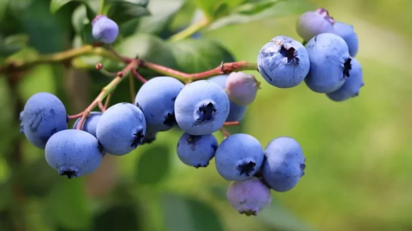 Blueberries ripening on the bush