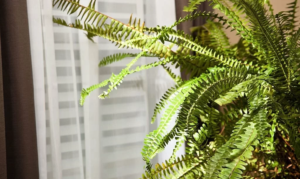 Boston fern near window