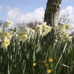 Breezy Daffodils
