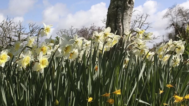 Breezy Daffodils