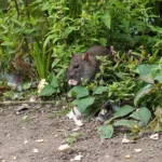 Brown rat eating