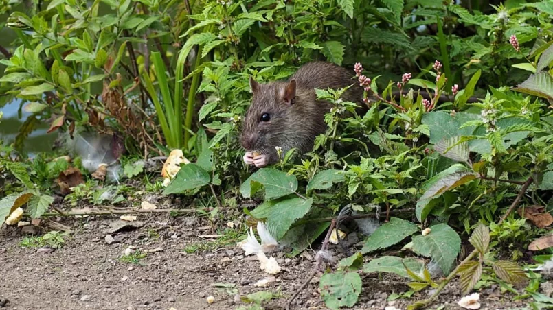 Brown rat eating