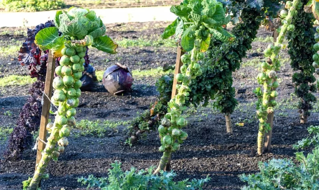 Brussels sprouts plants at vegetable garden