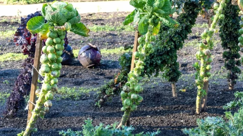 Brussels sprouts plants at vegetable garden