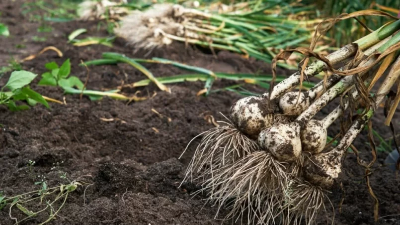 Bunch of ripe harvested garlic