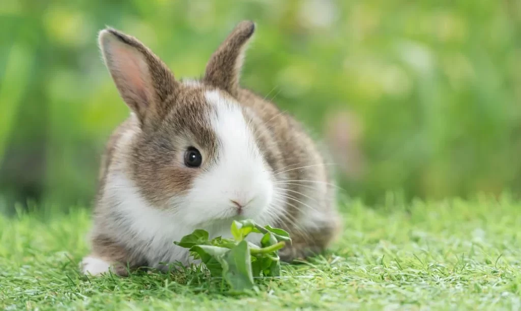 Bunny eating vegetable