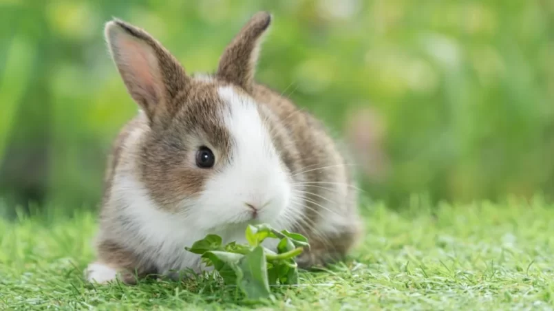 Bunny eating vegetable