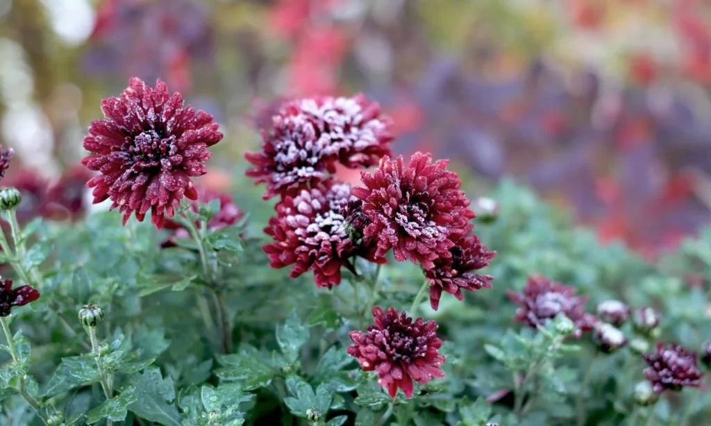 Burgundy chrysanthemums covered with frost