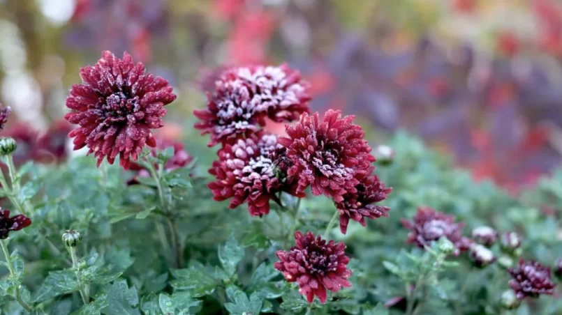 Burgundy chrysanthemums covered with frost