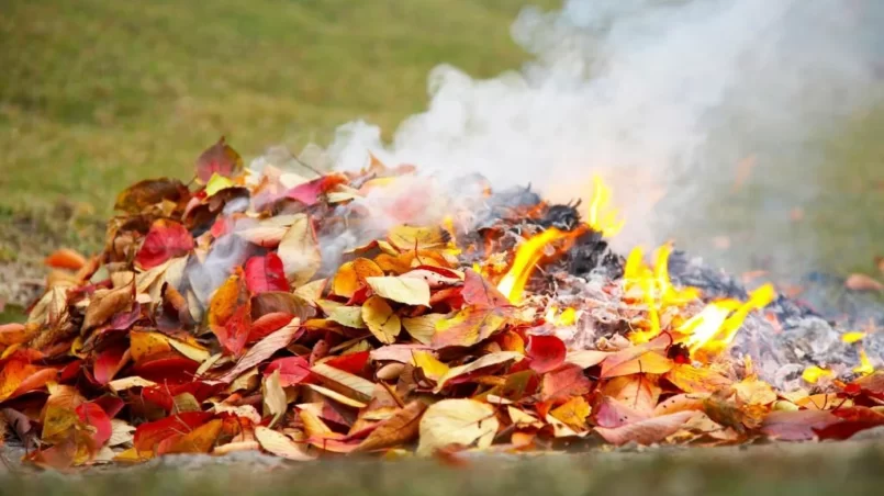 Burning leaves