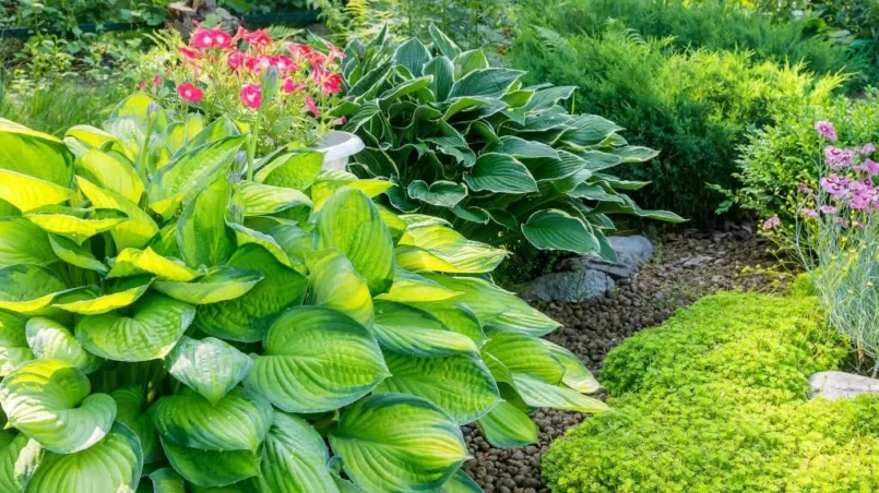 Bushes grown perennial ornamental hosta plant