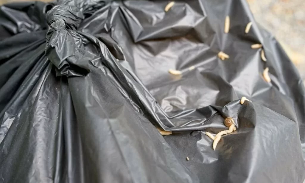 Can Maggots Eat Through Plastic Garbage Bags? – The Garden Bug Detroit