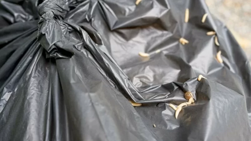 Cabbage Maggot crawling on black garbage bag