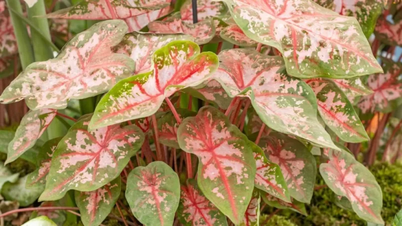 Caladium 'Carolyn Whorton' (Angel Wings)