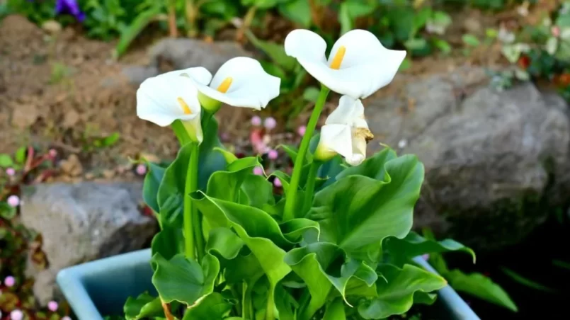 Calla Lilies