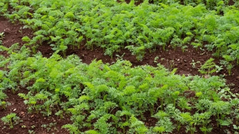 Carrot planting corp