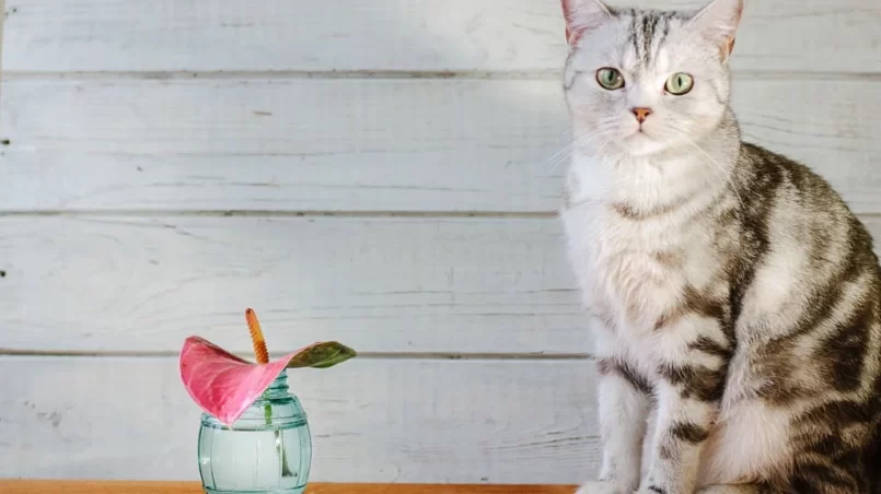 Cat and Anthurium plant