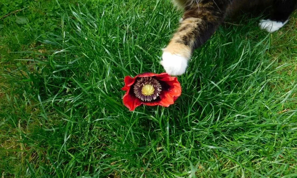 Cat and red poppy