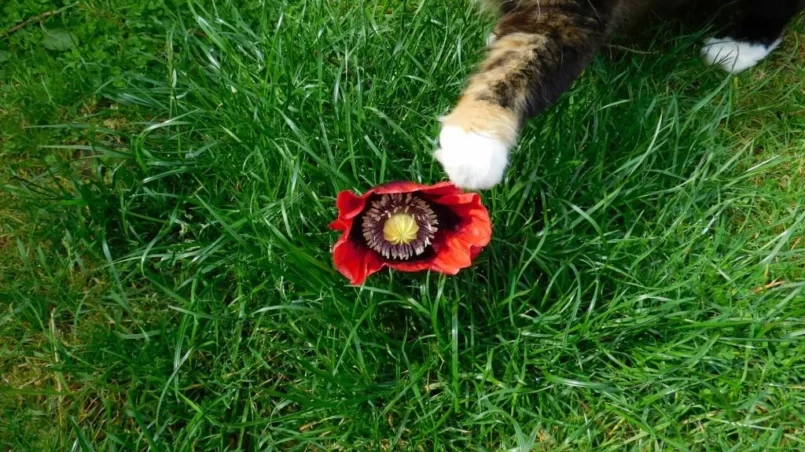 Cat and red poppy