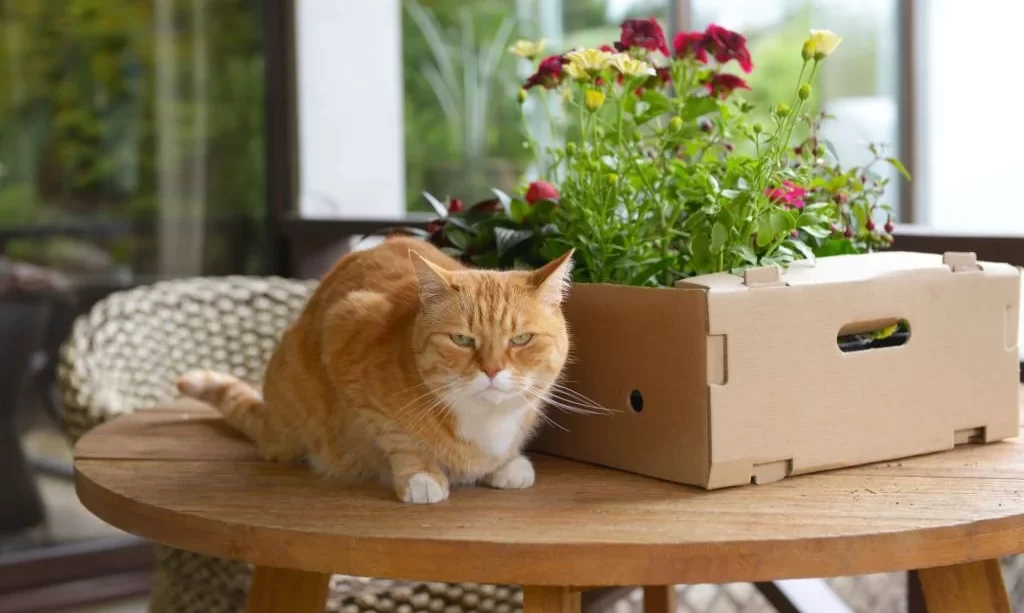 Cat near flower seedlings in home