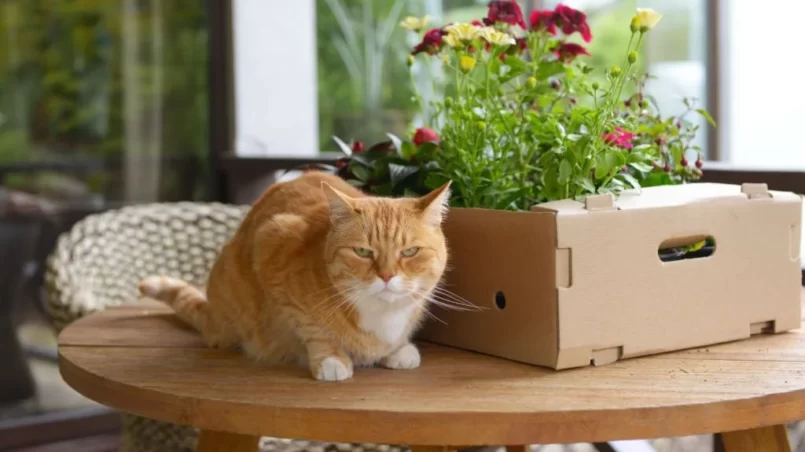 Cat near flower seedlings in home