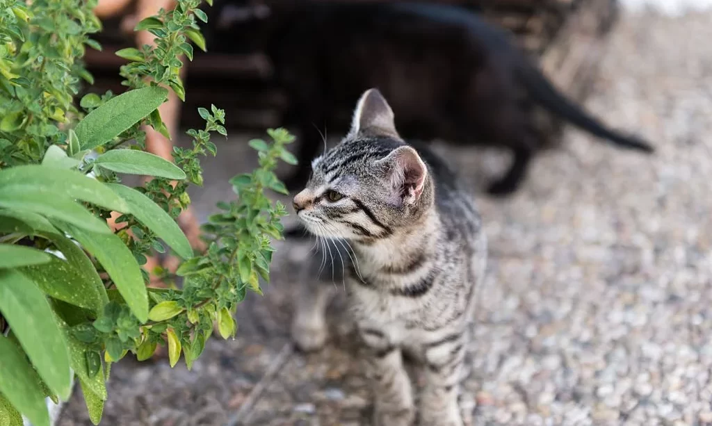 Cat near oregano plant