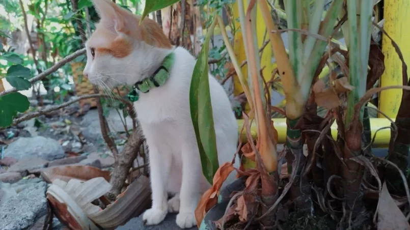 Cat sitting near cat