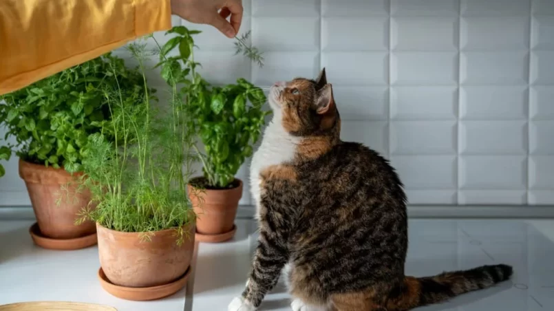 Cat sniffs dill