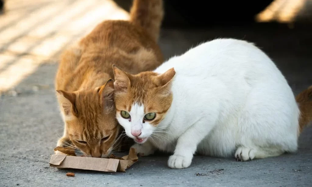 Cats eats food outside the home