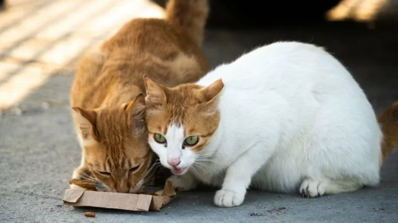 Cats eats food outside the home