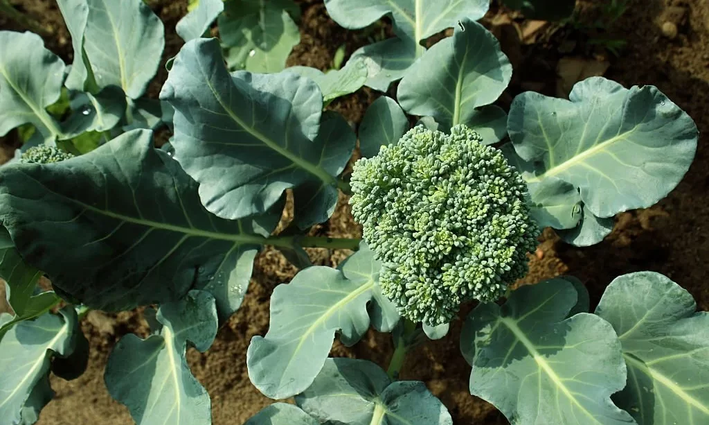 Cauliflower broccoli plant growing in a vegetable garden