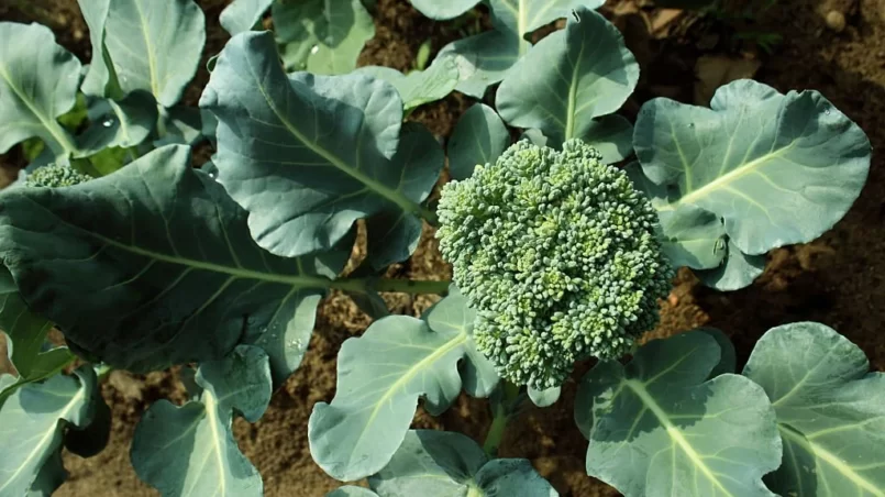 Cauliflower broccoli plant growing in a vegetable garden