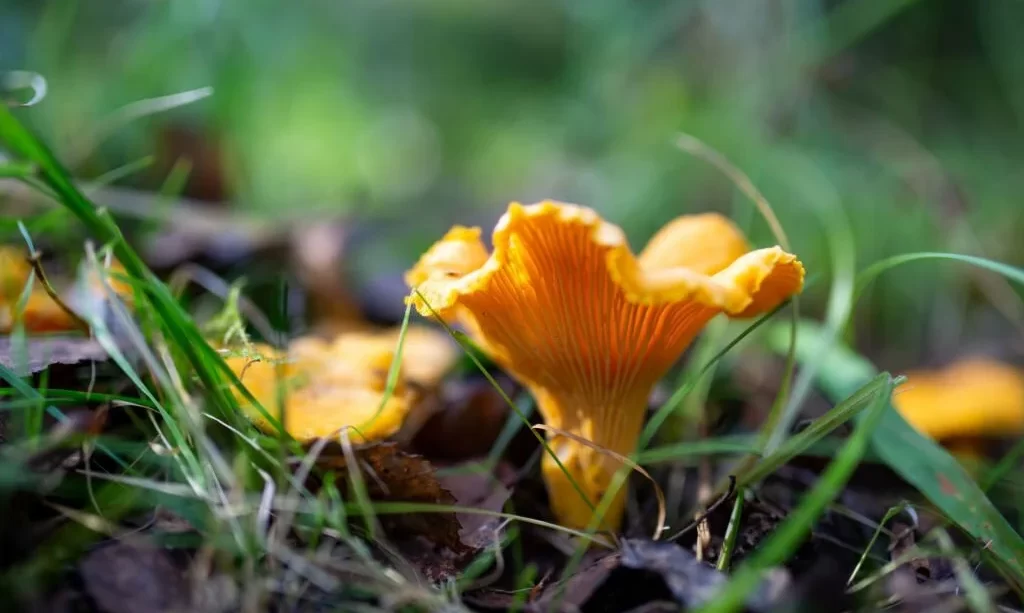 Chanterelle mushroom in lush green grass