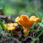 Chanterelle mushroom in lush green grass