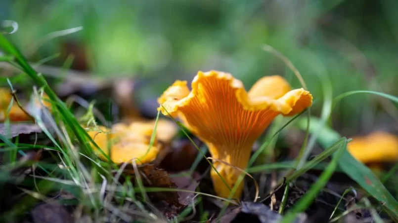 Chanterelle mushroom in lush green grass