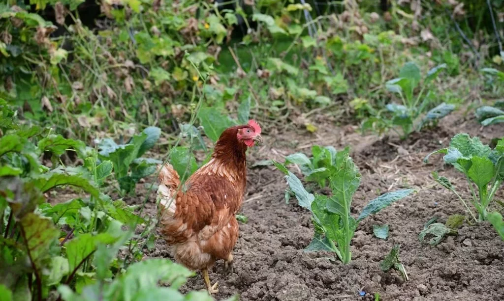Chicken in garden, near green vegetable leaves