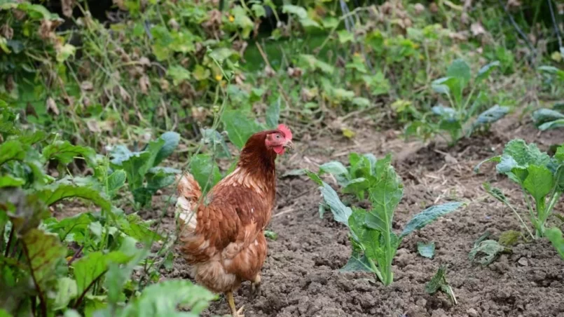 Chicken in garden, near green vegetable leaves