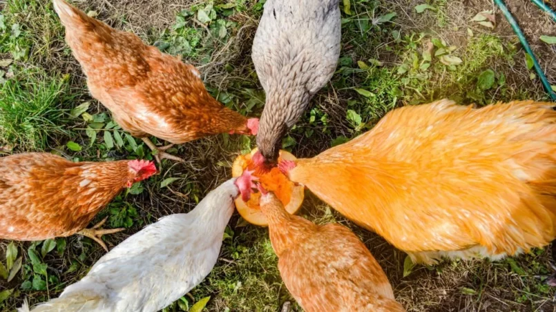 Chickens and rooster eating a pumpkin