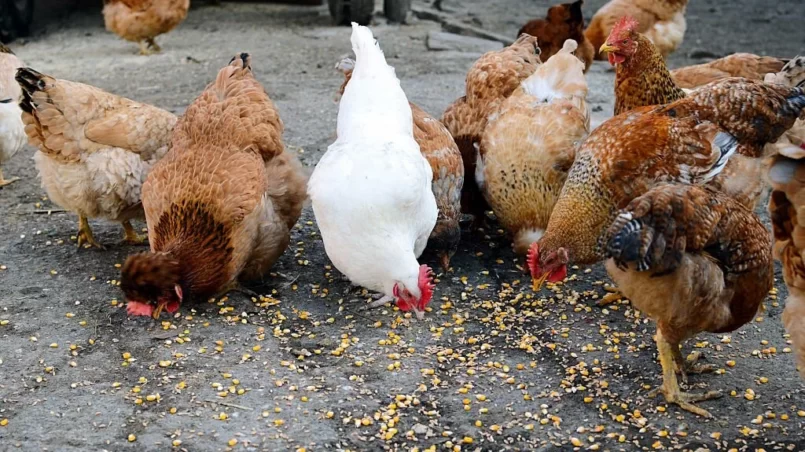 Chickens eating corn