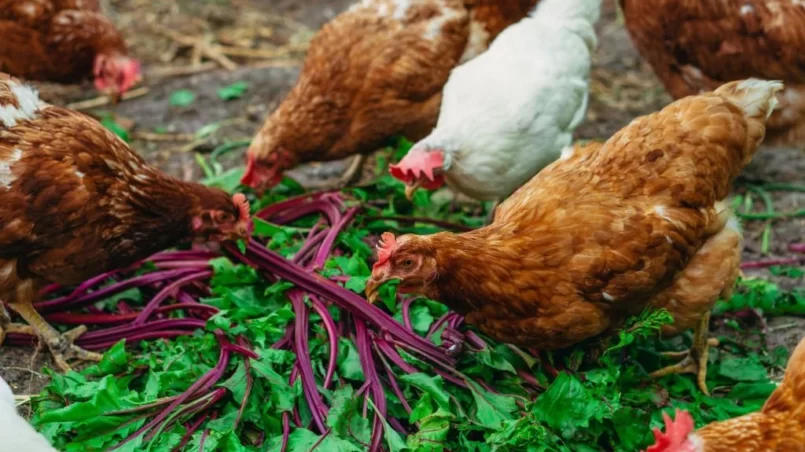 Chickens in the chicken coop eat leaves