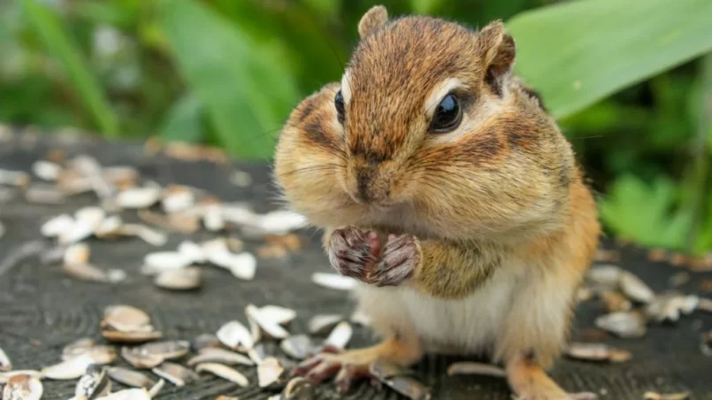 Chipmunk with sunflower seeds