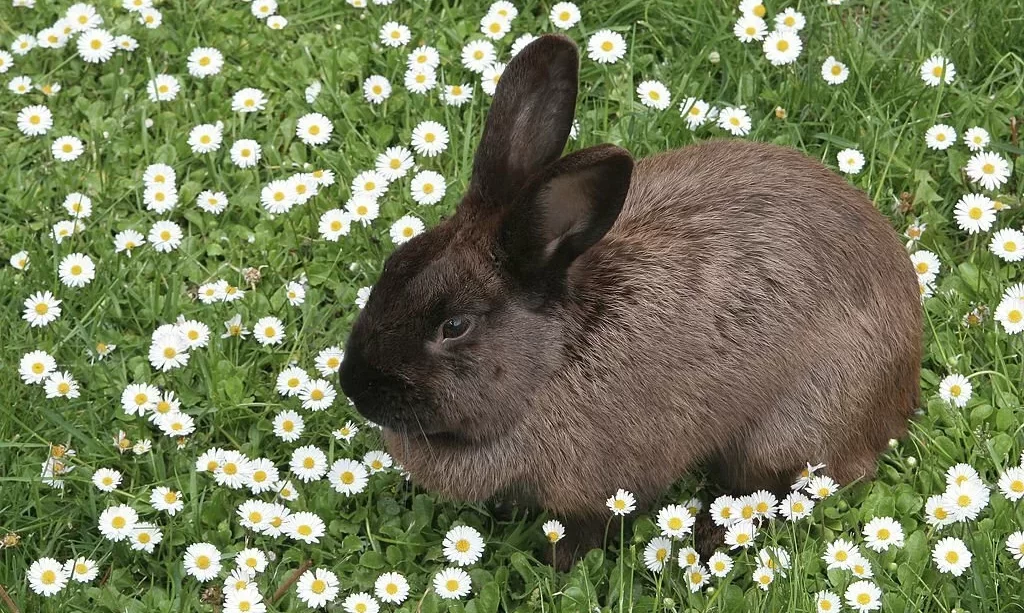 Chocolate bunny near flowers