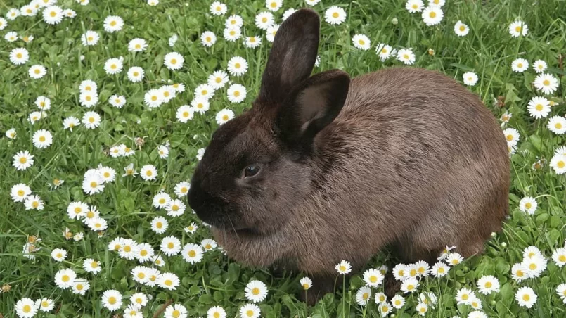 Chocolate bunny near flowers