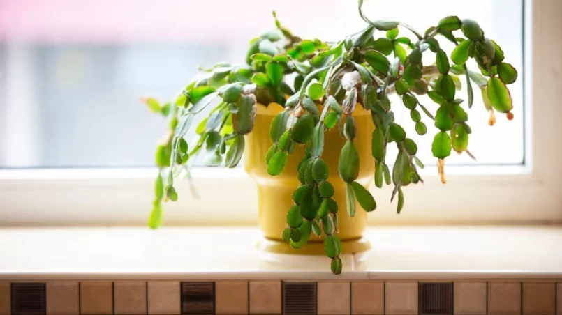 Christmas cactus dropping leaves