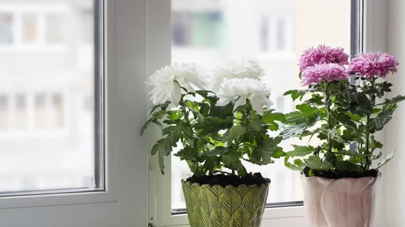 Chrysanthemum in pot