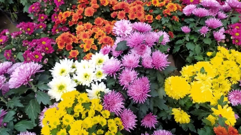 Chrysanthemum indicum