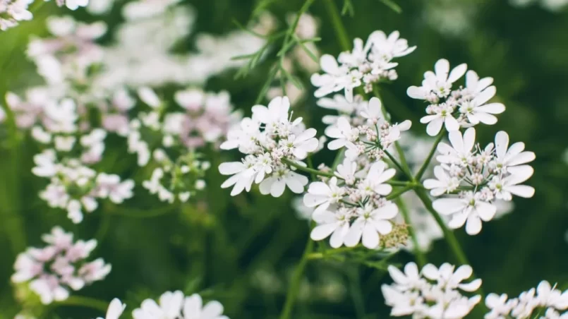 Cilantro Flowers