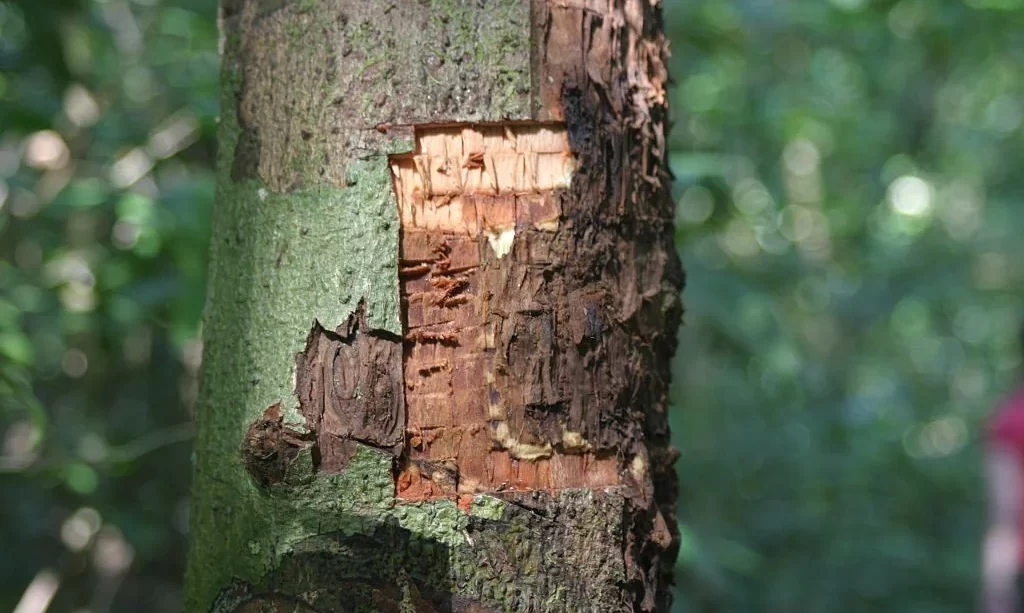 Cinnamon tree in Thai with bark peeled of