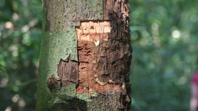 Cinnamon tree in Thai with bark peeled of